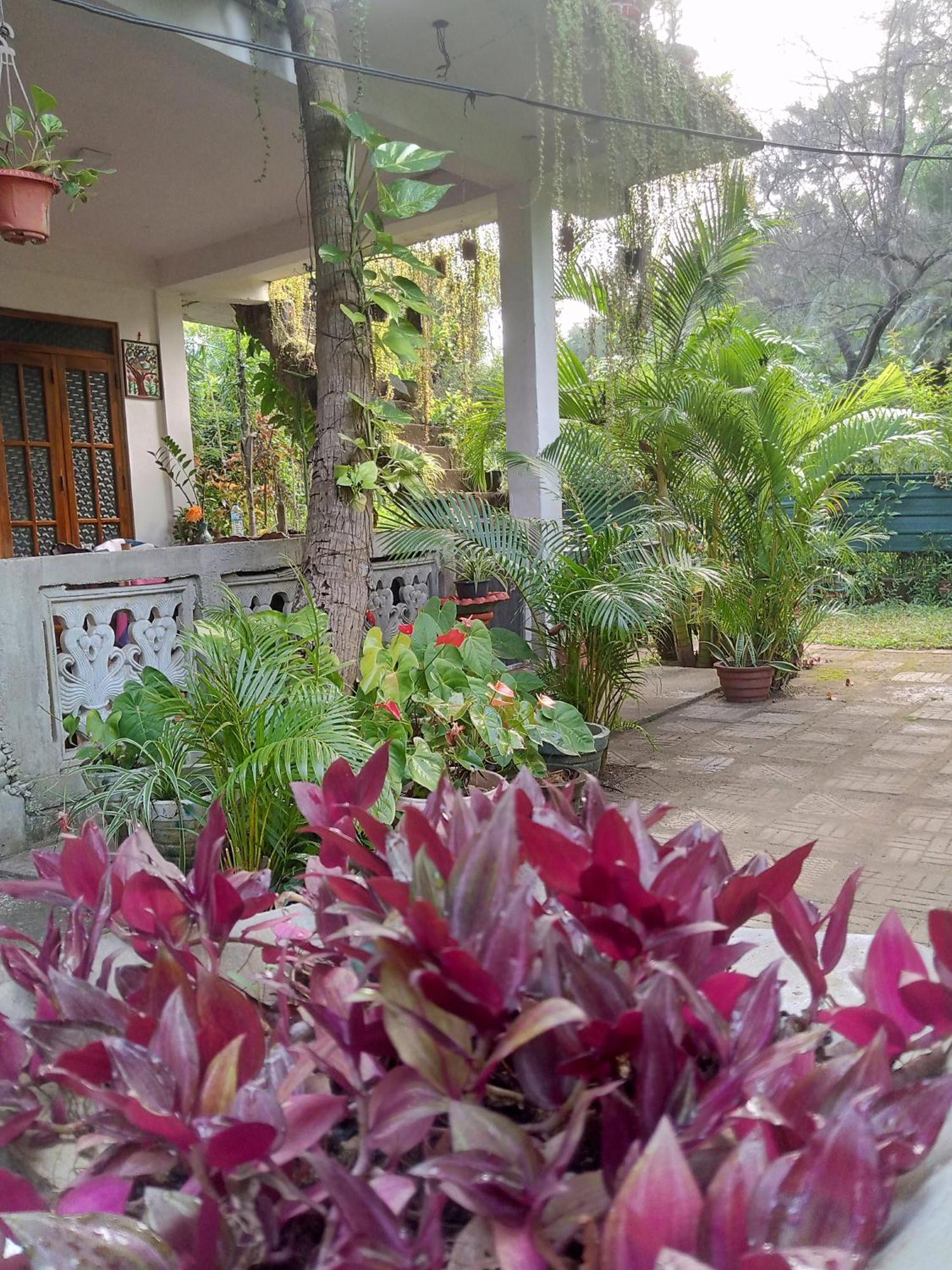 Nelum Home Stay Sigiriya Dış mekan fotoğraf